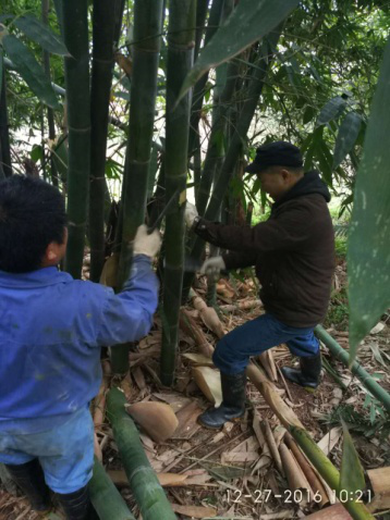 四水厂线路巡查  排除安全隐患